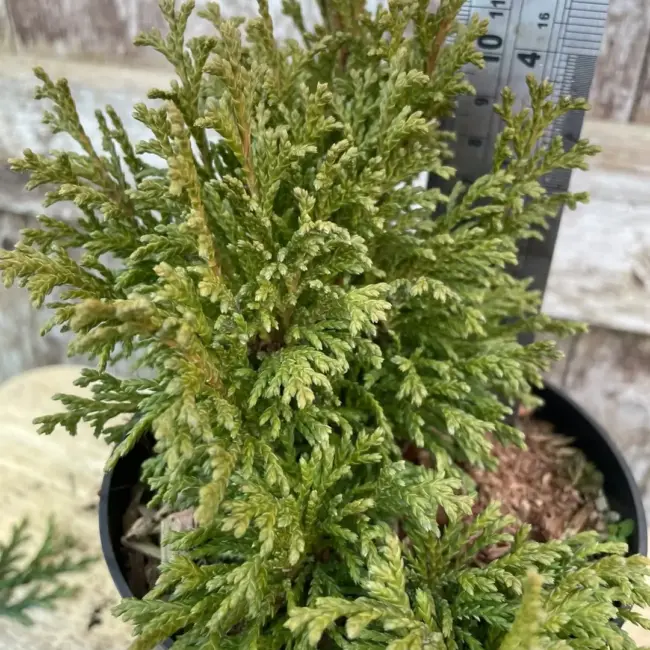 Sawara Cypress 'Filip's Happy Day' 10/20cm (1L) - Image 2