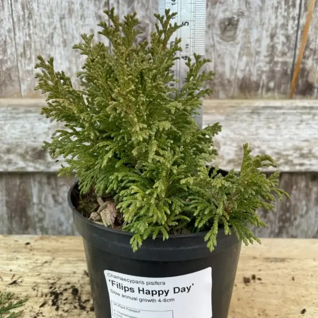 Sawara Cypress 'Filip's Happy Day' 10/20cm (1L)