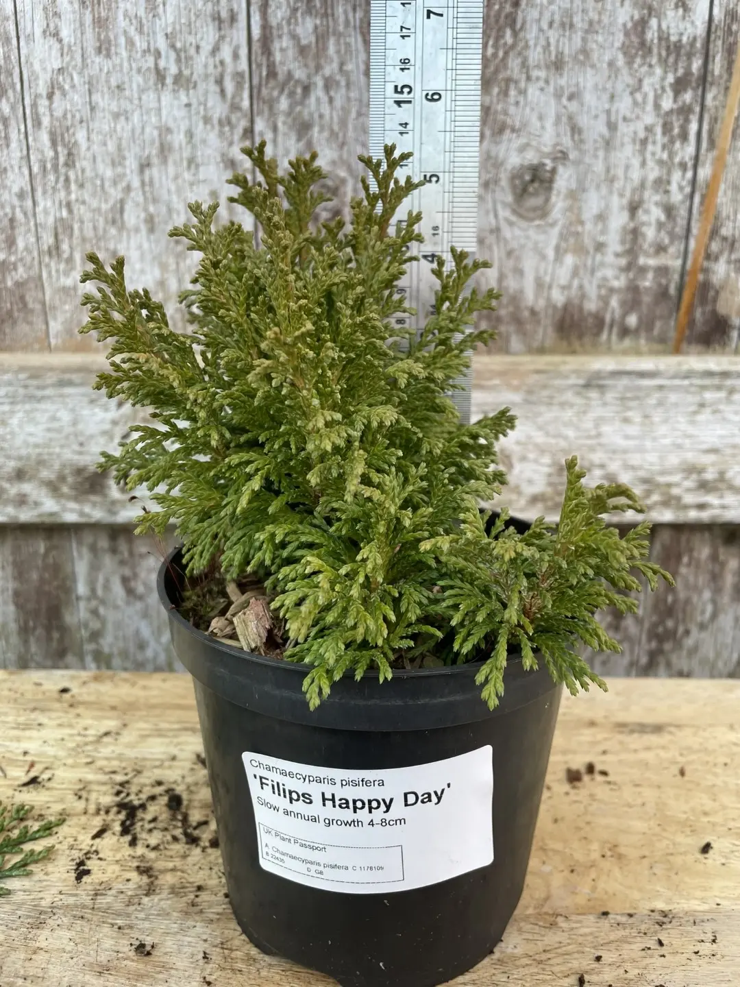 Sawara Cypress 'Filip's Happy Day' 10/20cm (1L)