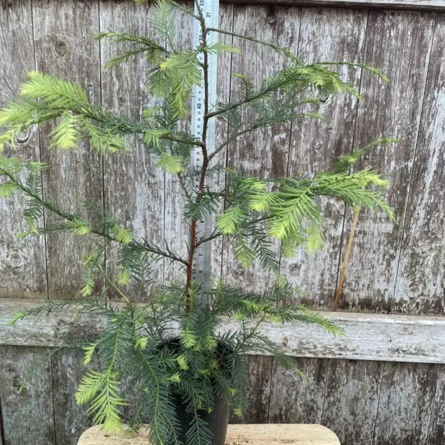 Coast Redwood Tree 40/60cm (2L)