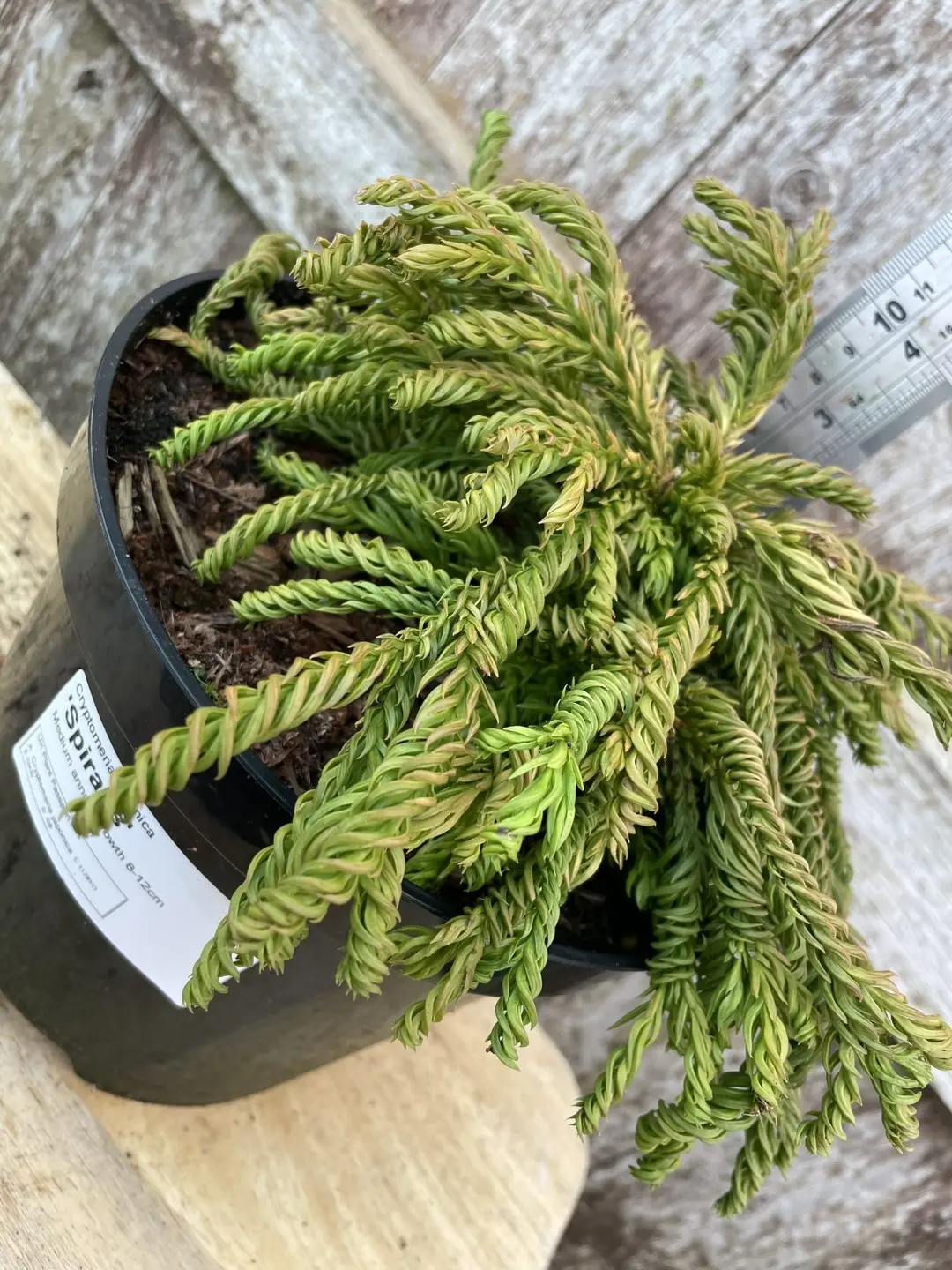 Japanese Red Cedar 'Spiralis' 10/20cm (1L) - Image 3