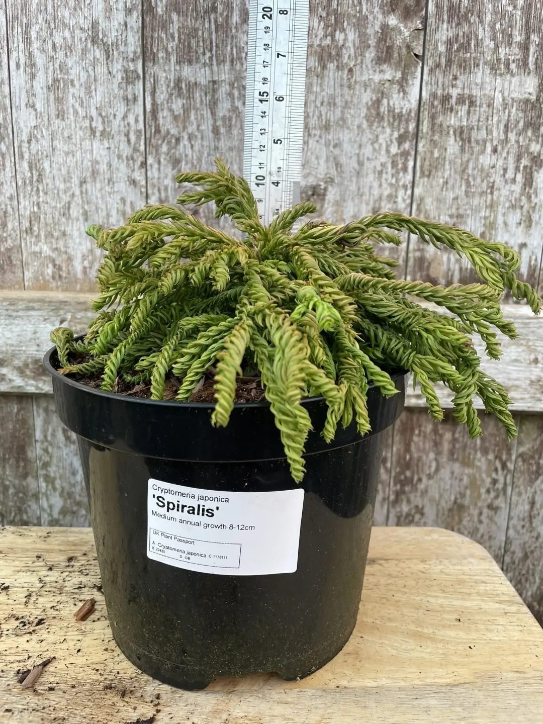 Japanese Red Cedar 'Spiralis' 10/20cm (3L)