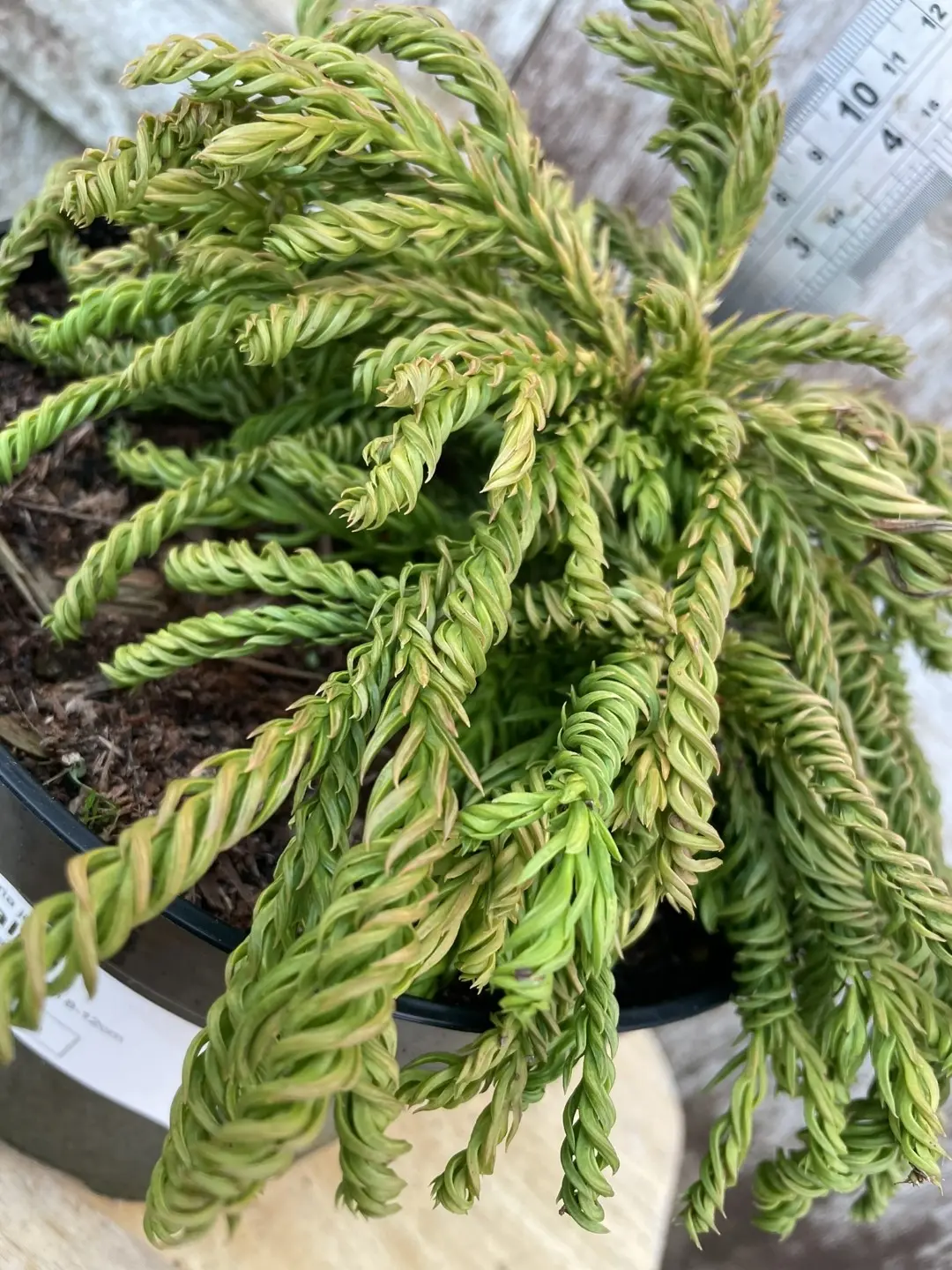 Japanese Red Cedar 'Spiralis' 10/20cm (1L) - Image 2