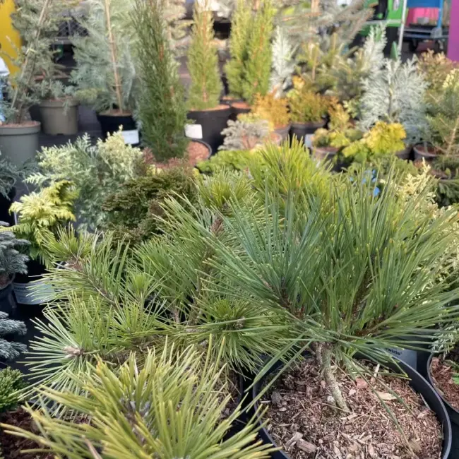 Japanese Red Pine 'Haybud' (5L) - Image 4
