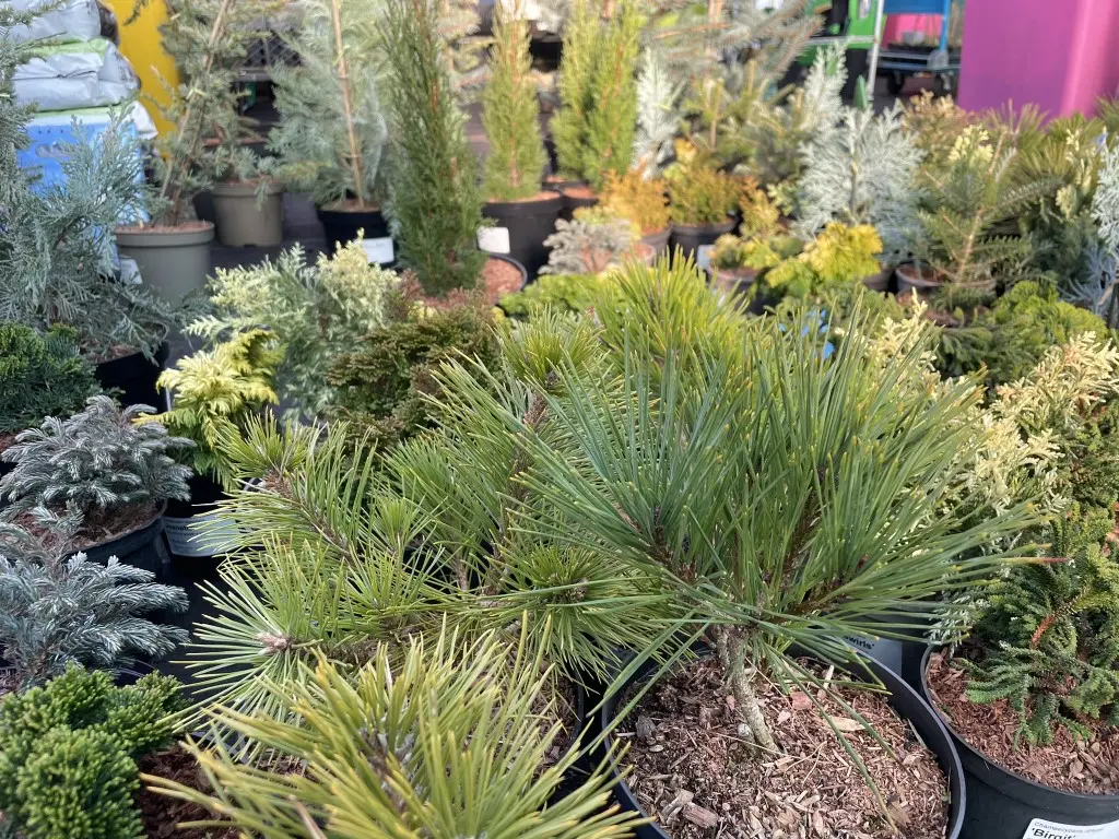 Blue Colorado Spruce 'Blue Diamond' 60/80cm (7L) - Image 5