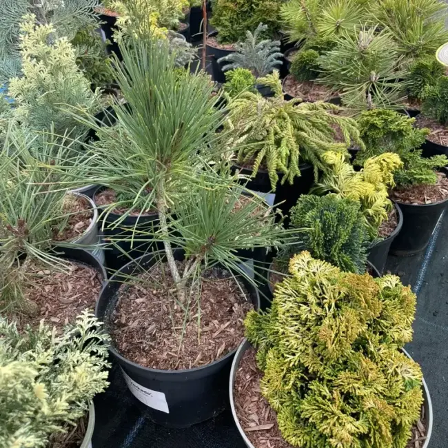 Japanese Red Pine 'Haybud' (5L) - Image 3
