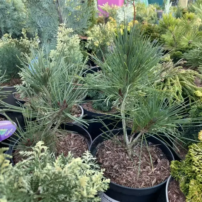 Japanese Red Pine 'Haybud' (5L) - Image 5