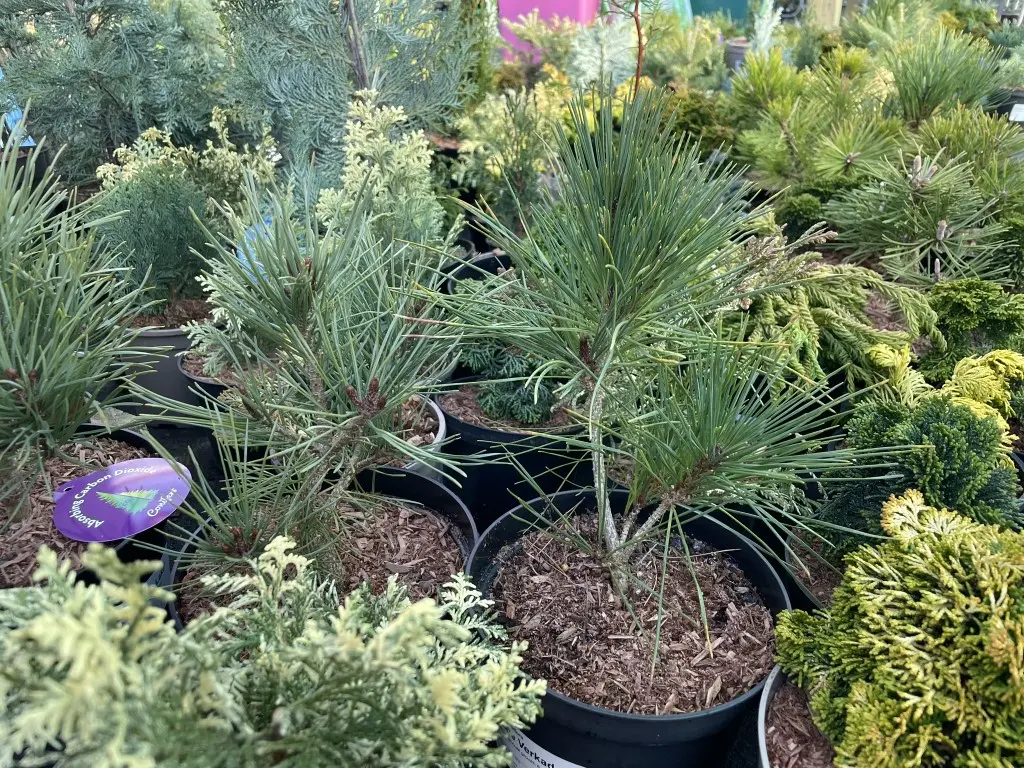 Blue Colorado Spruce 'Blue Diamond' 60/80cm (7L) - Image 6