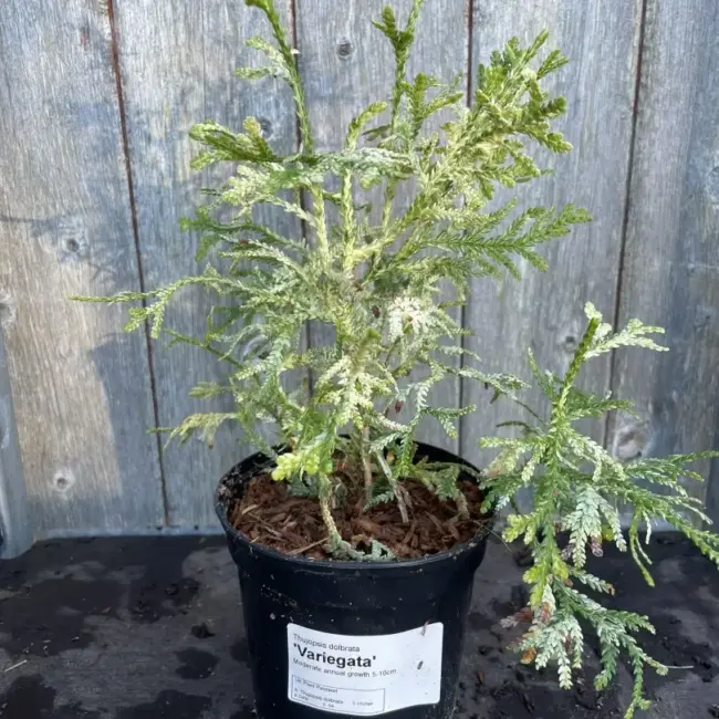 Hibi Arborvitae 'Variegata' 20/40cm (1L) - Image 2