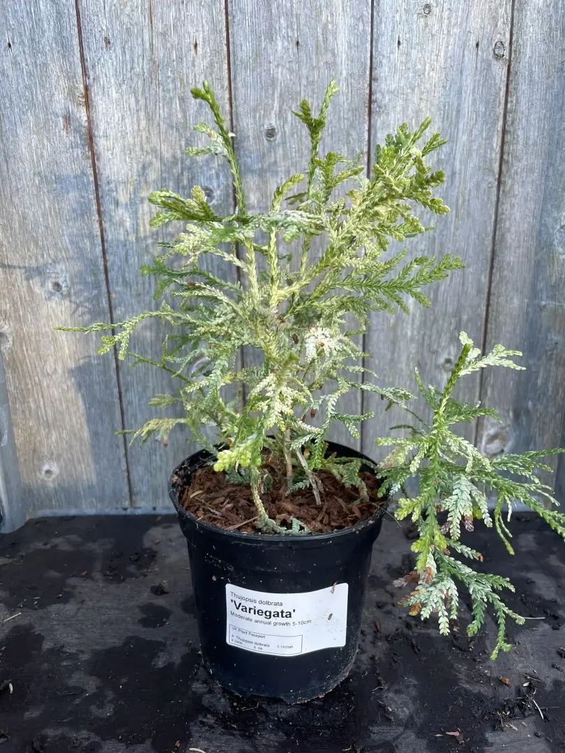 Hibi Arborvitae 'Variegata' 20/40cm (2L) - Image 2