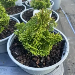 Hinoki Cypress 'Tempelhof' (2L)