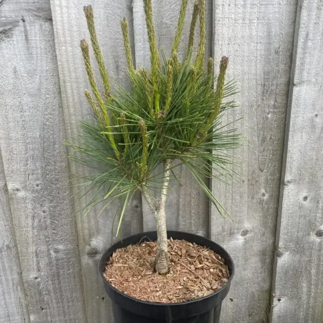 Japanese red pine 'Alice Verkade' 20/40cm (2L) - Image 3