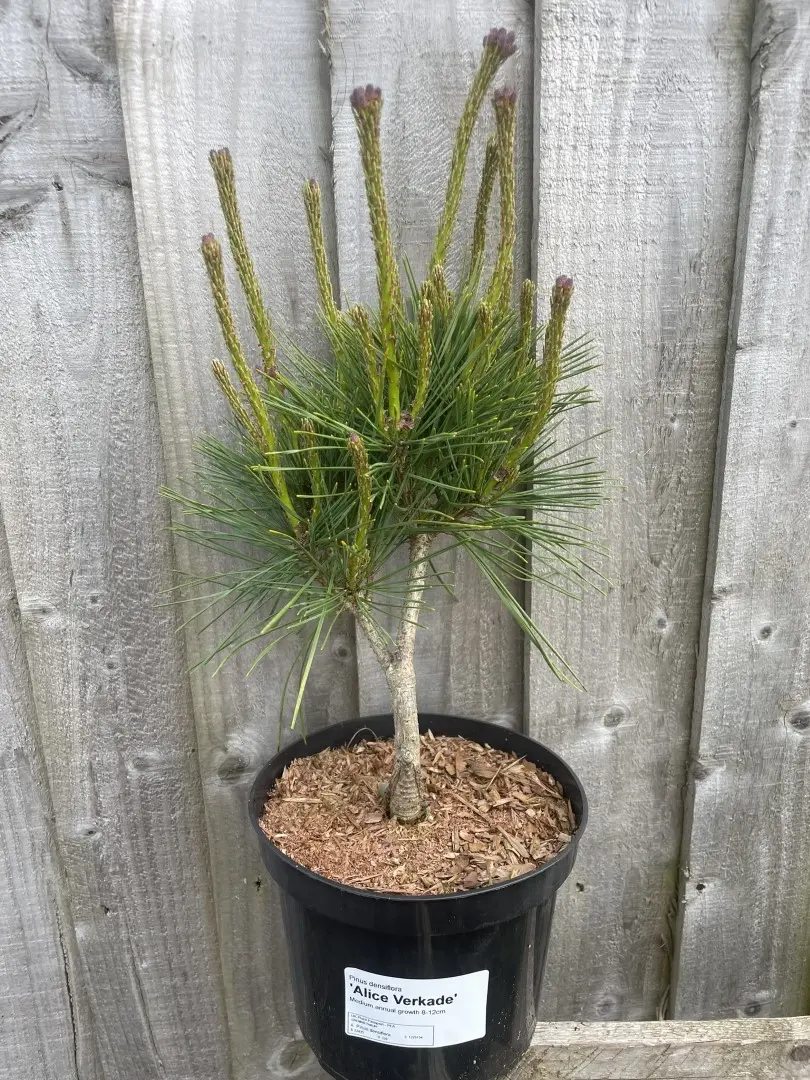 Japanese red pine 'Alice Verkade' 20/40cm (2L) - Image 3