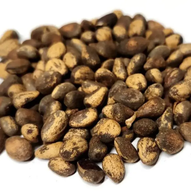 Lacebark Pine Tree Seeds - Image 2