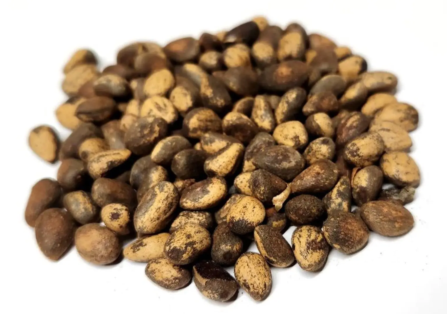 Lacebark Pine Tree Seeds - Image 2