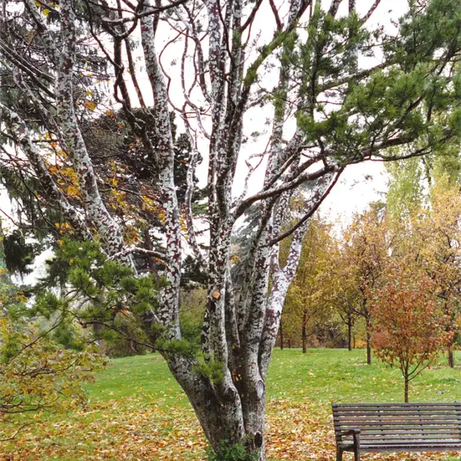Lacebark Pine Tree- Pinus bungeana