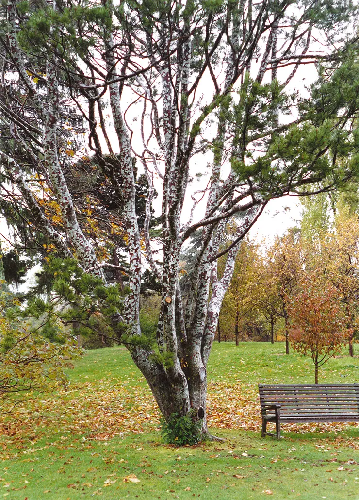 Lacebark Pine Tree- Pinus bungeana