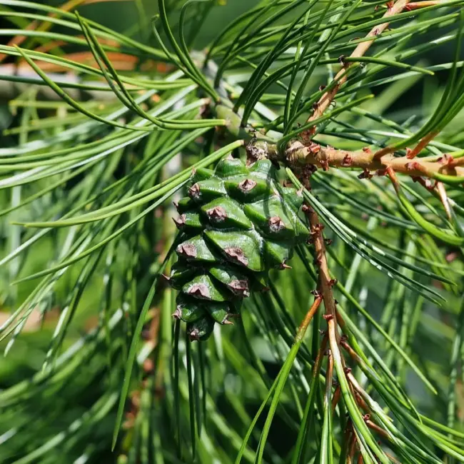 Lacebark Pine Tree Seeds