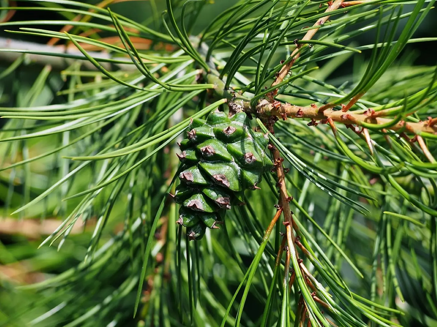 Lacebark Pine Tree Seeds