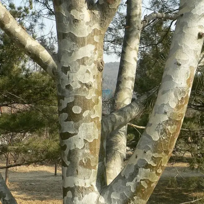 Lacebark Pine Tree Seeds - Image 5