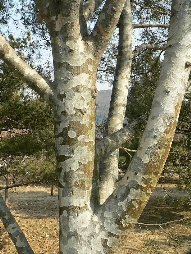 Lacebark Pine Tree Seeds - Image 5
