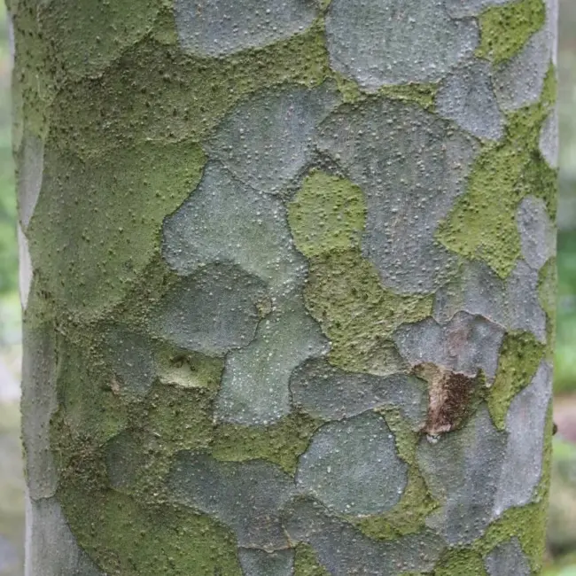 Lacebark Pine Tree Seeds - Image 4