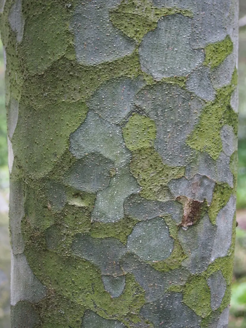Lacebark Pine Tree Seeds - Image 4