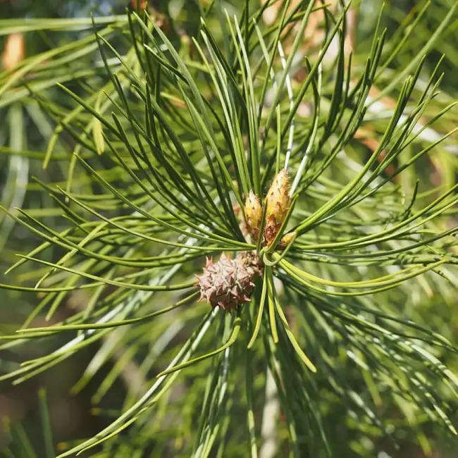Lacebark Pine Tree Seeds - Image 3
