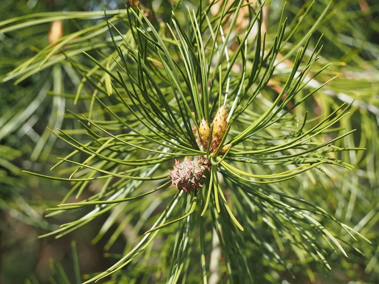 Lacebark Pine Tree Seeds - Image 3