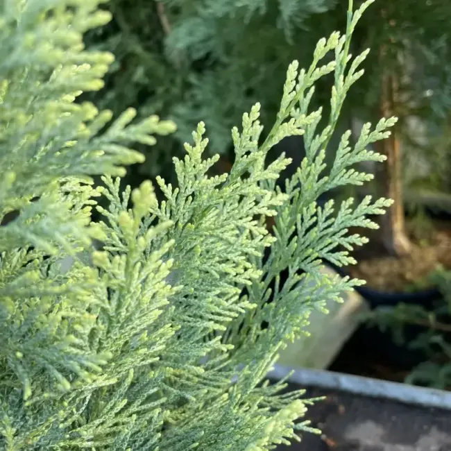 Lawson Cypress 'Summer Snow' (1L) - Image 2