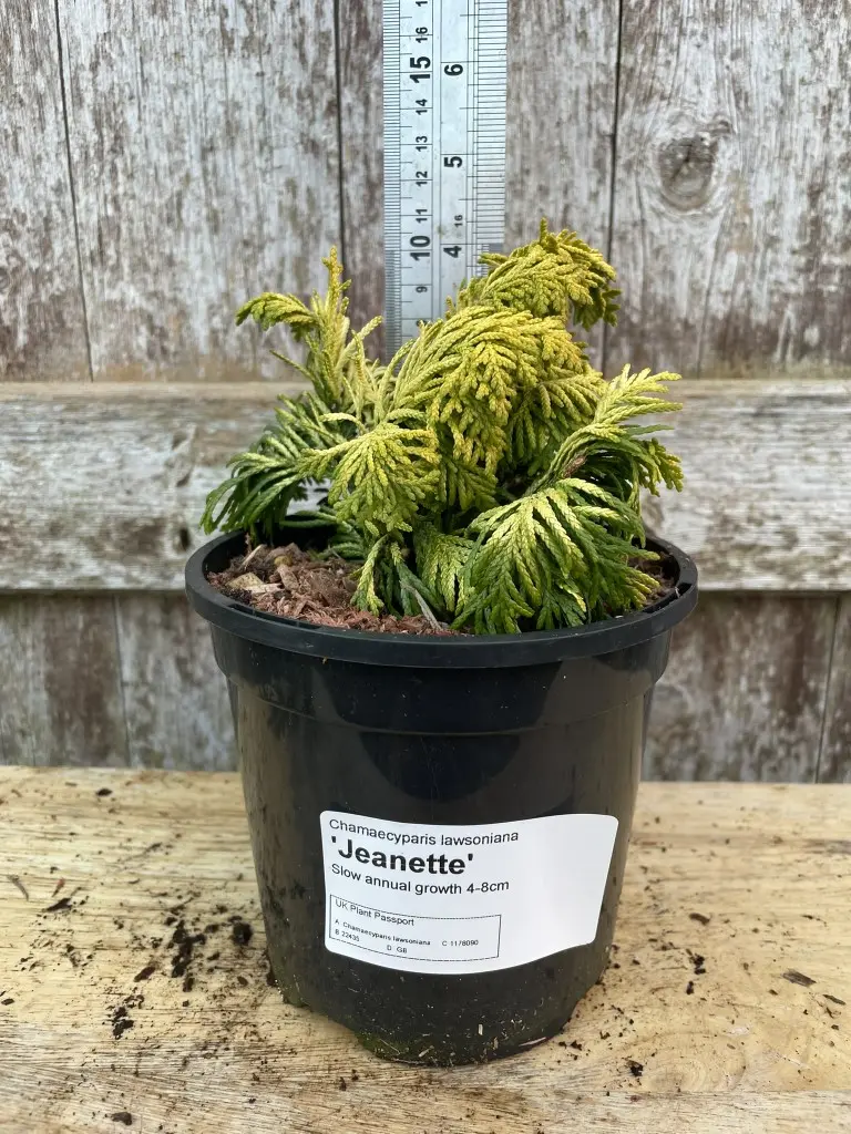 Lawson Cypress 'Jeanette' (1L) - Image 3