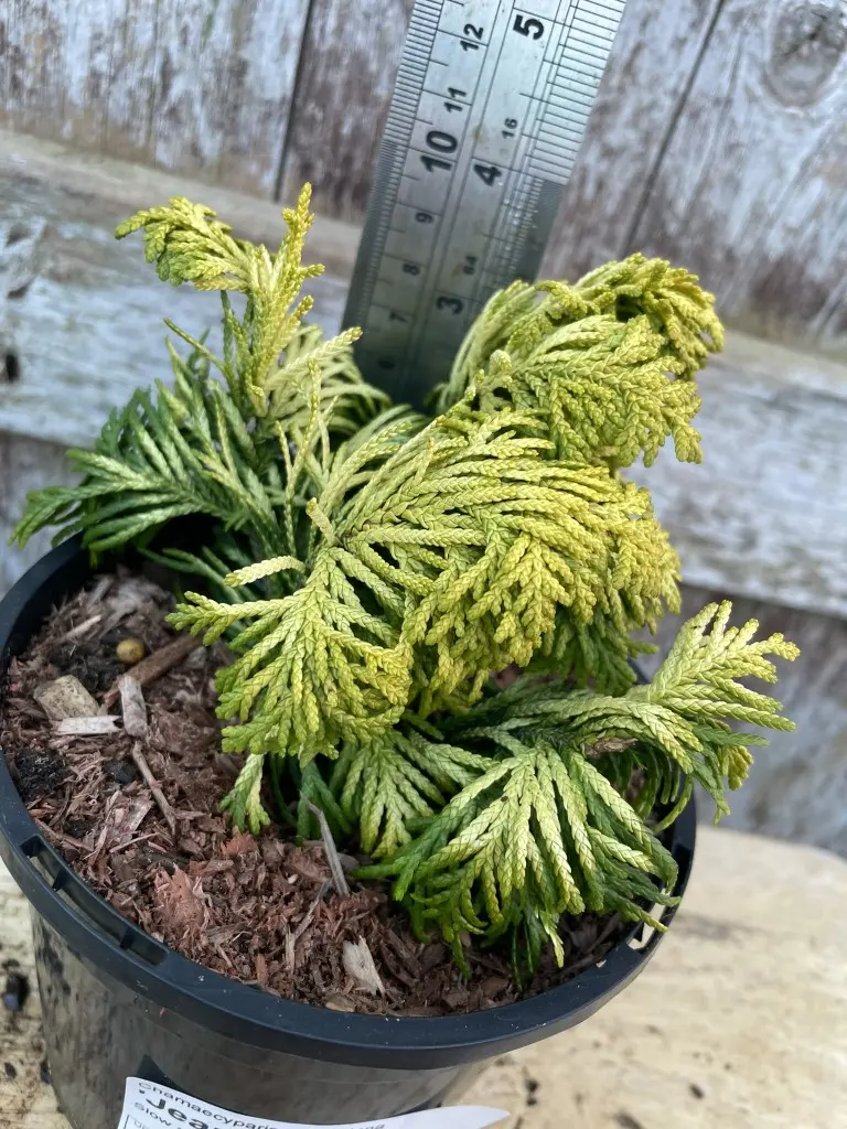Lawson Cypress 'Jeanette' (1L)