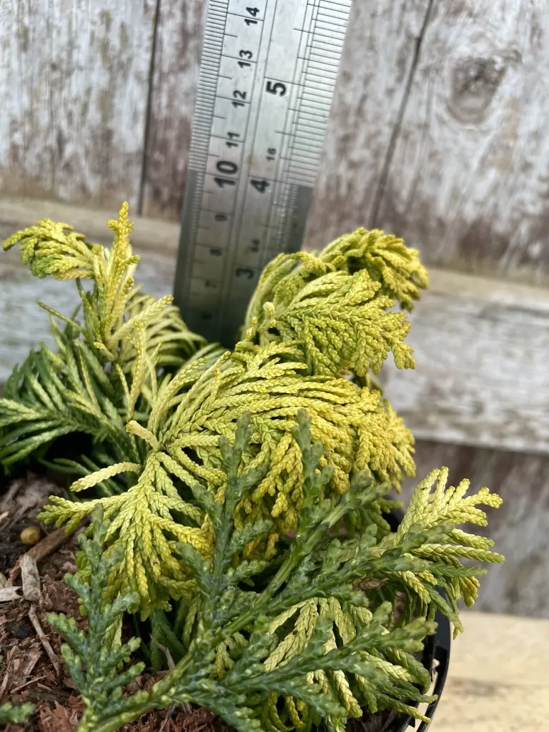 Lawson Cypress 'Jeanette' (1L) - Image 2