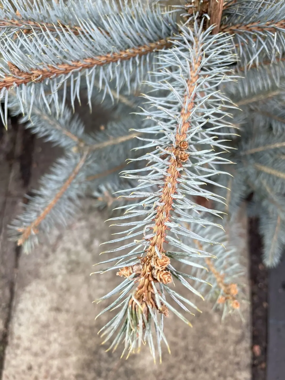 Blue Colorado Spruce 'Blue Diamond' 60/80cm (7L) - Image 2
