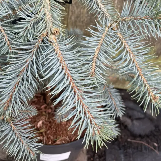 Blue Colorado Spruce 'Edith' 60/80cm (7L) - Image 2