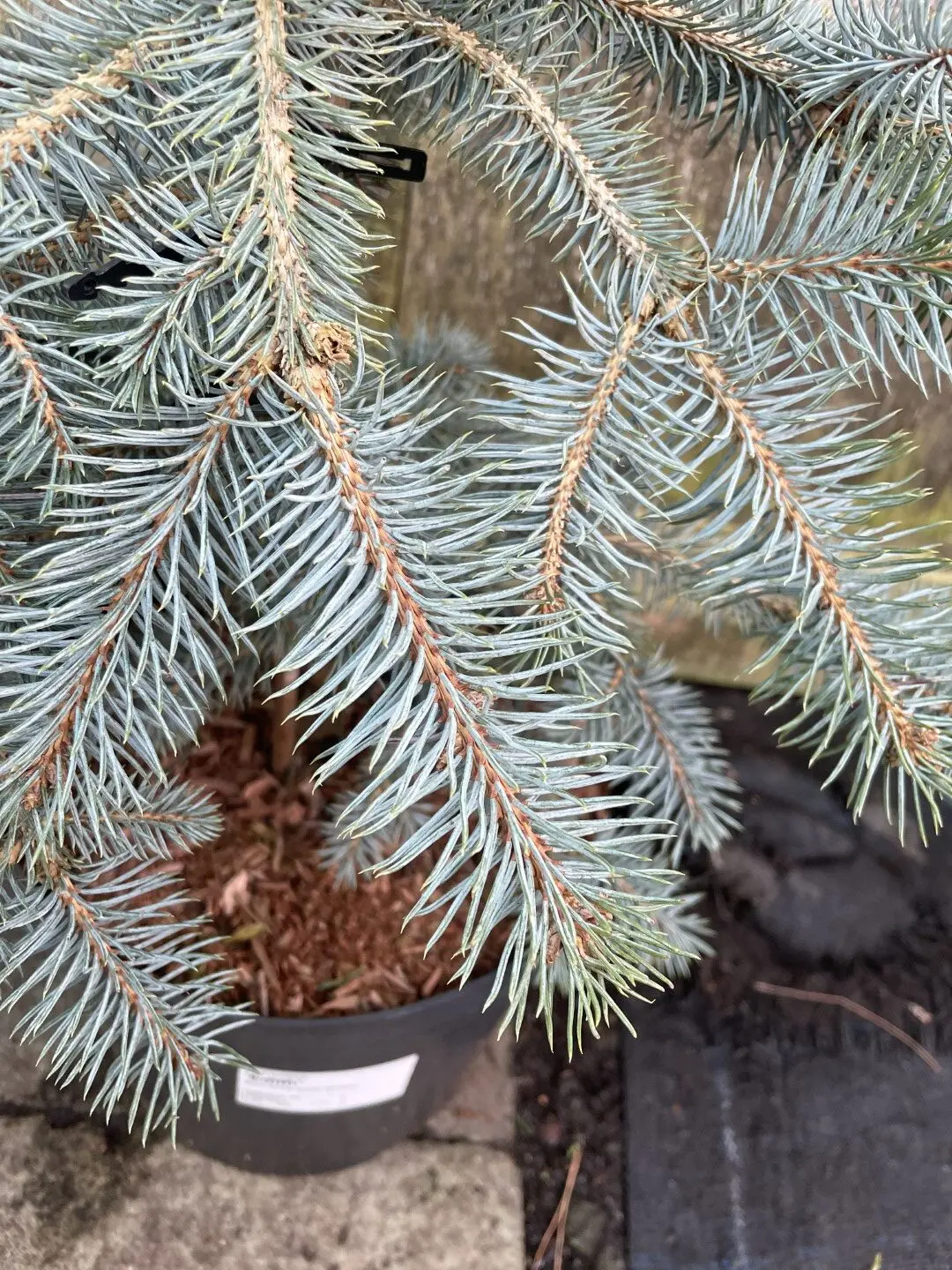 Blue Colorado Spruce 'Edith' 60/80cm (7L) - Image 2