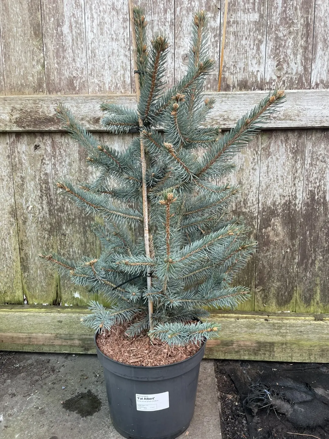 Blue Colorado Spruce 'Fat Albert' 60/80cm (7L)