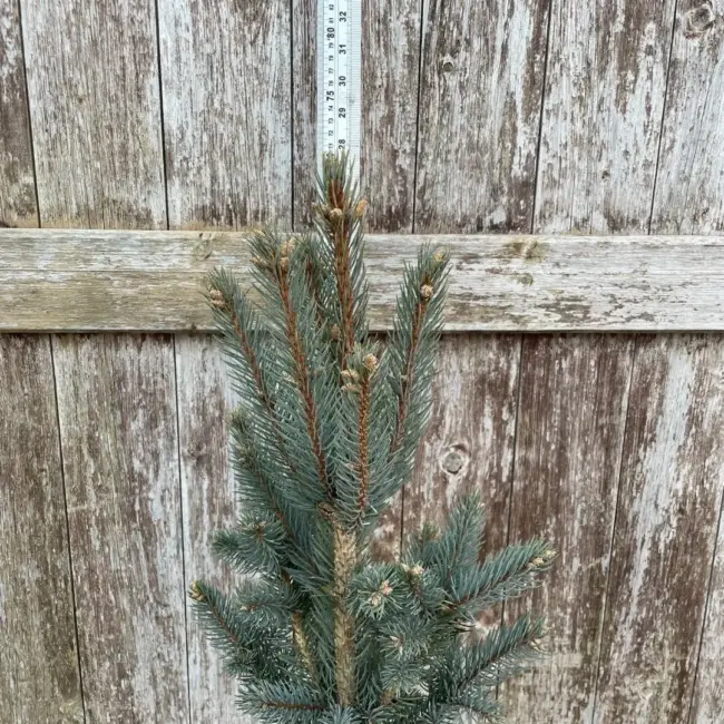 Blue Colorado Spruce 'Iseli Fastigiate' 60/80cm (7L) - Image 4