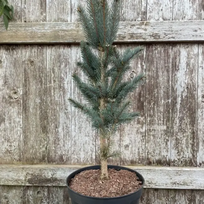Blue Colorado Spruce 'Iseli Fastigiate' 60/80cm (7L) - Image 2