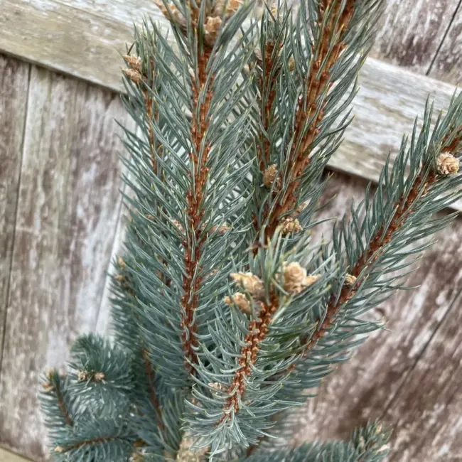 Blue Colorado Spruce 'Iseli Fastigiate' 60/80cm (7L) - Image 3