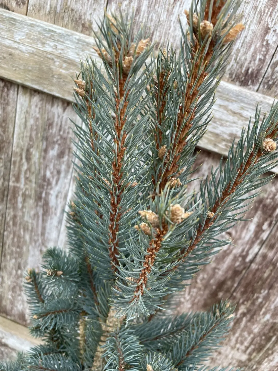 Blue Colorado Spruce 'Iseli Fastigiate' 60/80cm (7L) - Image 3