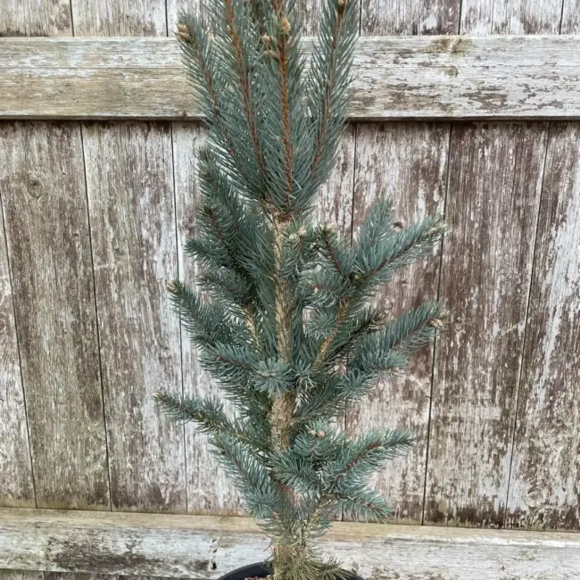 Blue Colorado Spruce 'Iseli Fastigiate' 60/80cm (7L)