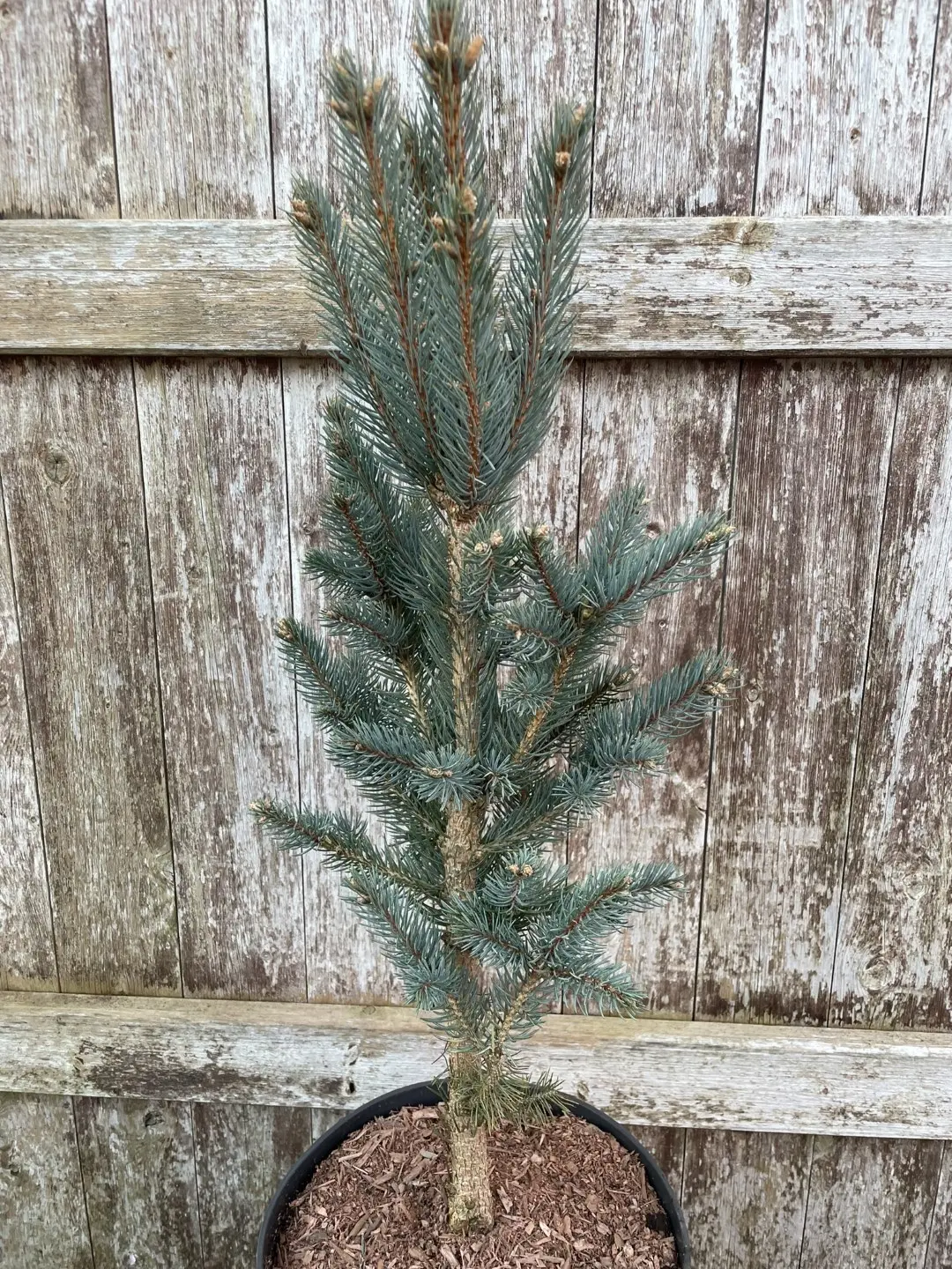Blue Colorado Spruce 'Iseli Fastigiate' 60/80cm (7L)