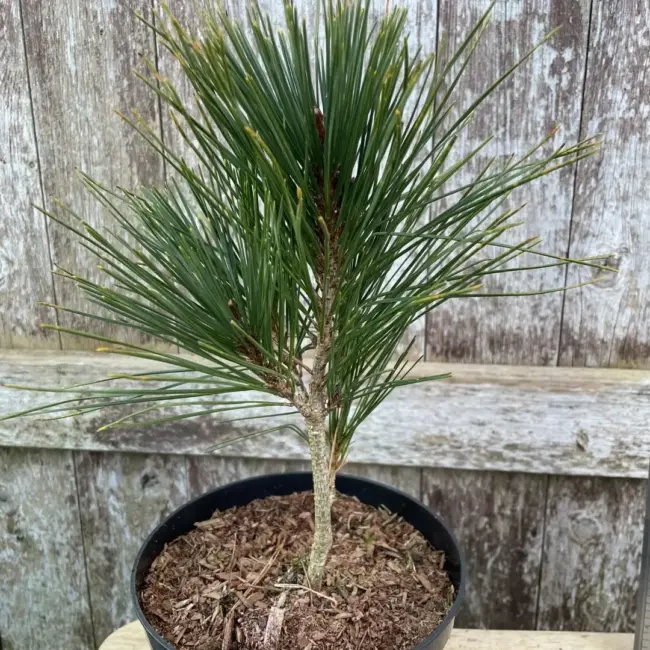 Japanese red pine 'Alice Verkade' 20/40cm (2L)