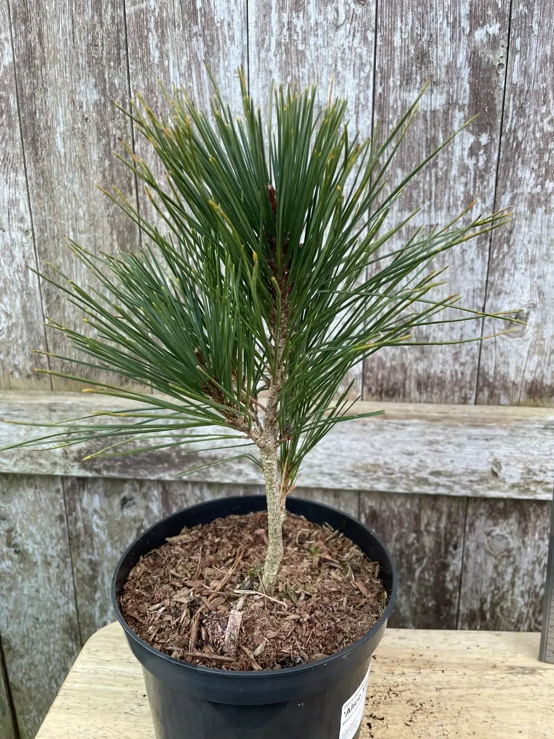 Japanese red pine 'Alice Verkade' 20/40cm (2L)