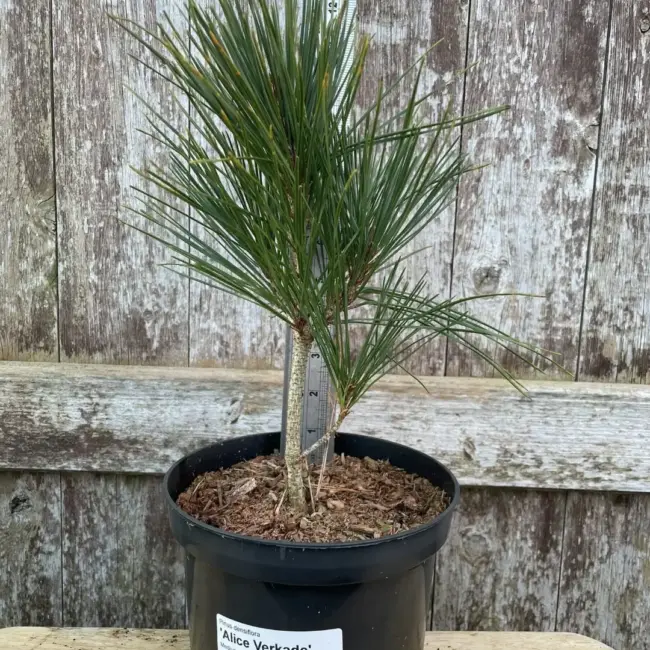 Japanese red pine 'Alice Verkade' 20/40cm (2L) - Image 2