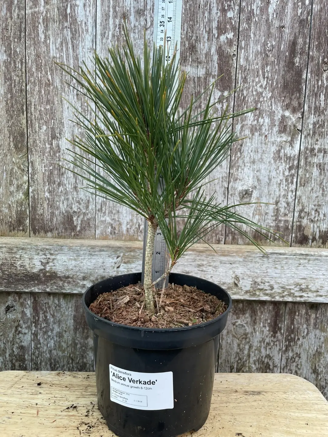 Japanese red pine 'Alice Verkade' 20/40cm (2L) - Image 2