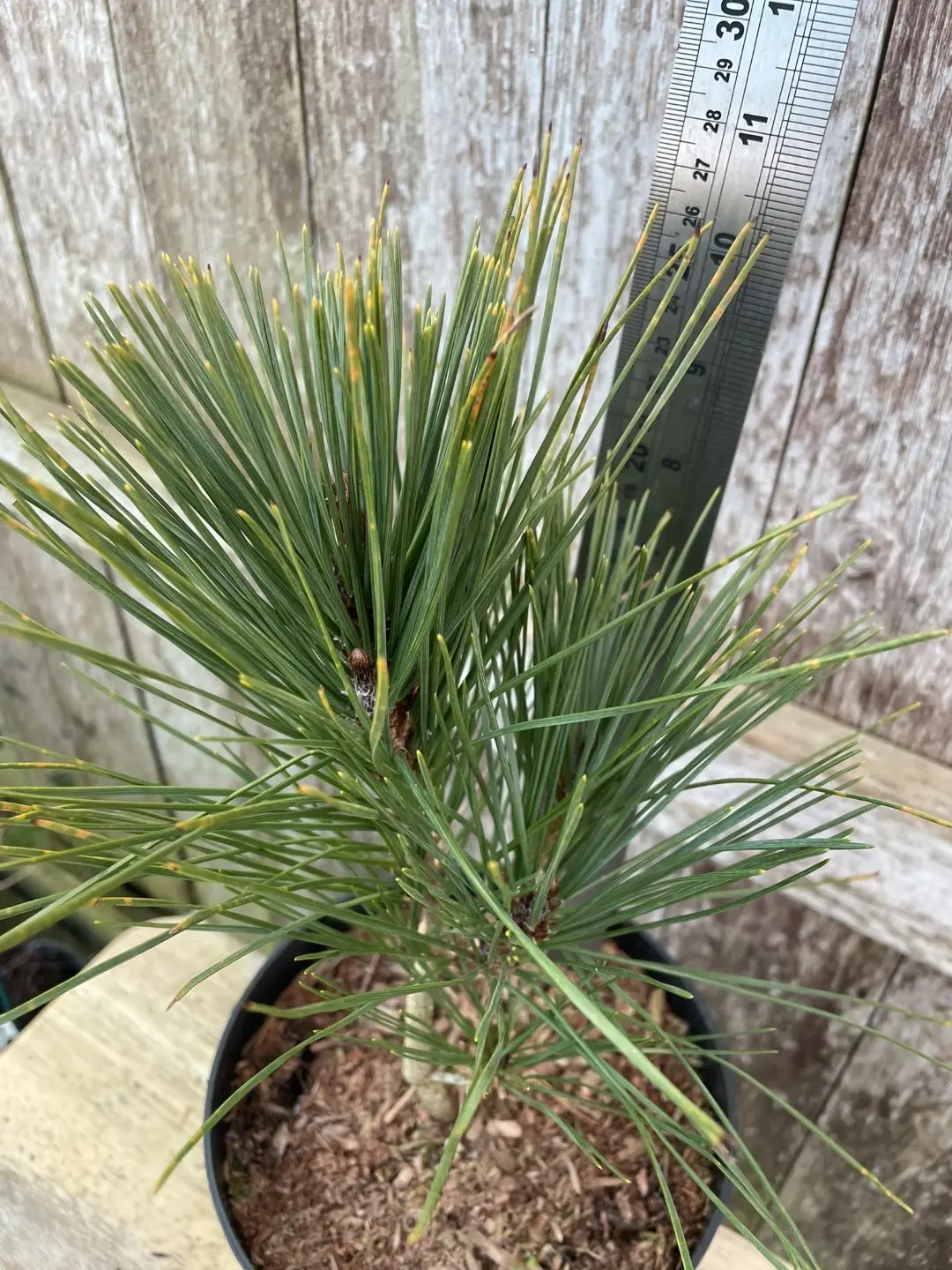 Japanese red pine 'Alice Verkade' 20/40cm (2L) - Image 4