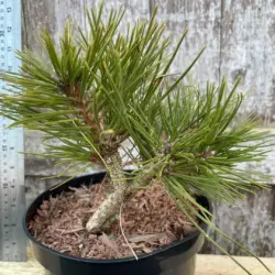 Japanese Red Pine 'Jane Kluis' 20/40cm (2L)