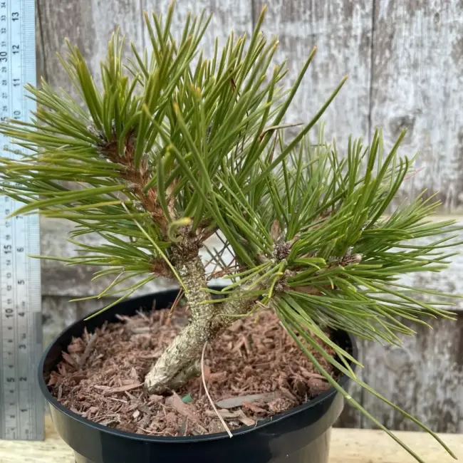 Japanese Red Pine 'Jane Kluis' (2L)